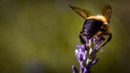 Bee on lavender