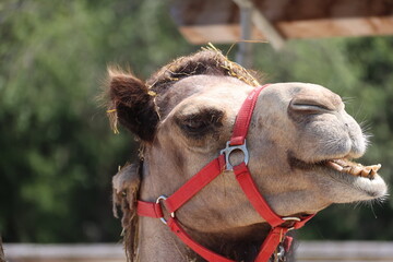 Obraz premium dromedar