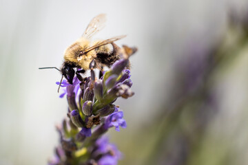 Bee on lavender