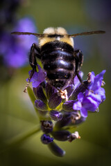 Bee on lavender