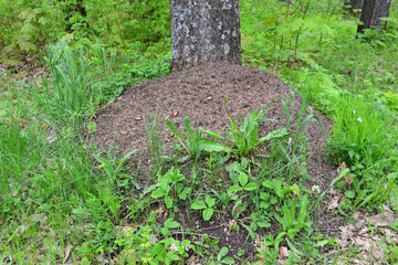 anthill near tree trunk in the forest surrounded with green plants, close-up