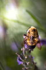 Bee on lavender