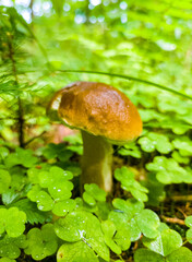 Edible growing summer mushroom in the forest. Eco vegan food. Close-up macro photography