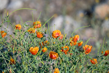 field of orange poppies in spring