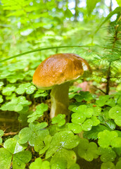 Edible growing summer mushroom in the forest. Eco vegan food. Close-up macro photography