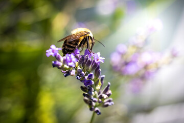 Bee on lavender