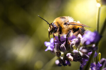 Bee on lavender
