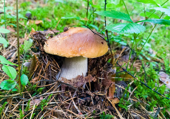 Edible growing summer mushroom in the forest. Eco vegan food. Close-up macro photography