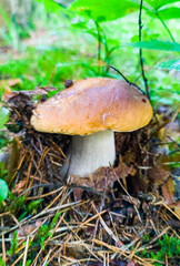 Edible growing summer mushroom in the forest. Eco vegan food. Close-up macro photography