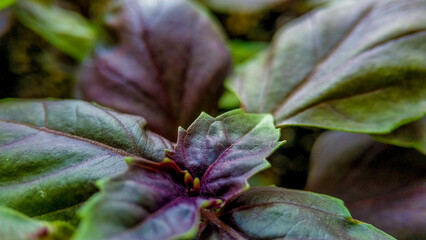 Young shoots of green and purple basil close-up. Growing Ocimum on the windowsill of the house. - obrazy, fototapety, plakaty