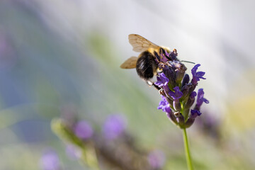 Bee on lavender