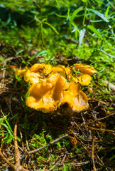 Edible growing summer mushroom in the forest. Eco vegan food. Close-up macro photography