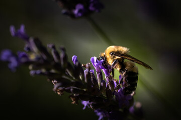 Bee on lavender