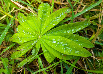 A beautiful plant in the forest with dew drops for agro design background. Close-up macro photography