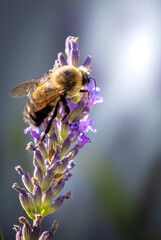 Bee on lavender