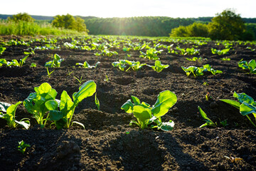 Natural organic food crop growing in rich black soil in sunlight. Agricultural plants grow in the ground.