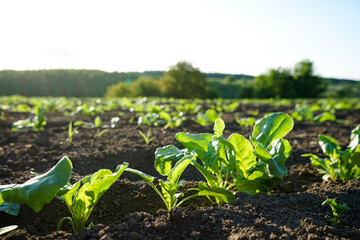 Natural organic food crop growing in rich black soil in sunlight. Agricultural plants grow in the ground.