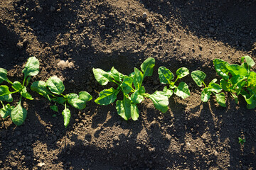 Natural organic food crop growing in rich black soil, top view. Agricultural plants grow in the ground.
