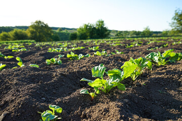 Natural organic food crop growing in rich black soil in sunlight. Agricultural plants grow in the ground.
