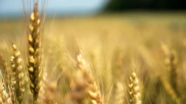 Refocus through a golden wheat field. Ears of wheat close-up
