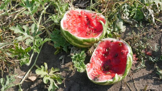 A young watermelons on a field in green foliage, burst. A ripe and rotten crop of melons eaten by wasp insects