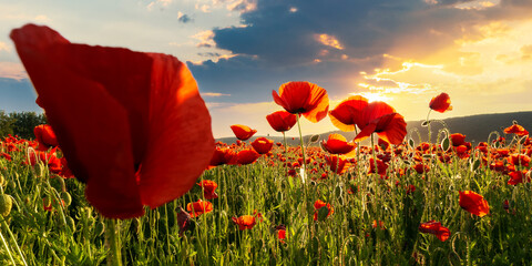 field of blooming corn poppy at sunset. wonderful summer landscape of carpathian mountains in...
