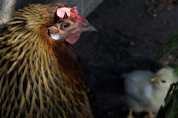 Hen and seven days old chicken