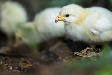 Chickens seeking food in garden. Livestock