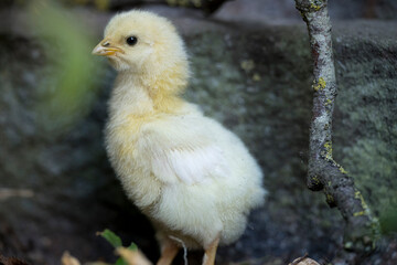 Seven days old free range chicken in the garden