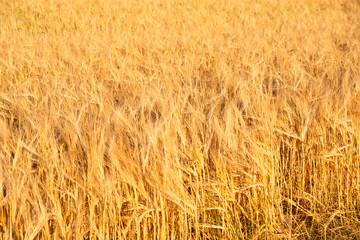 Field with cultivated barley Germany, harvest in the summer, agriculture for food, farmland on the countryside

