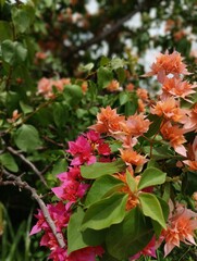 red and yellow flowers