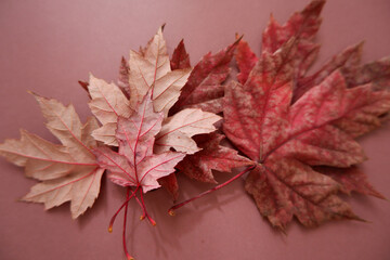 Autumn composition. Colorful Dry leaves on pink brown background. Autumn, fall, thanksgiving day concept. Flat lay, top view, copy