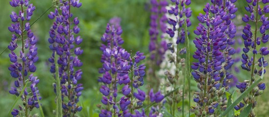 lavender field region