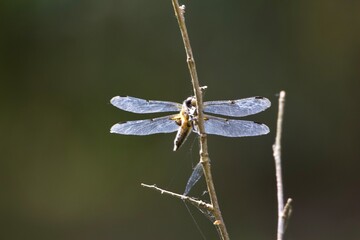 dragonfly on a branch