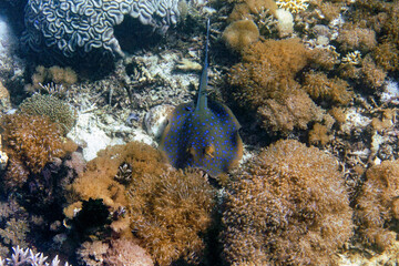 Indonesia Sumbawa - Bluespotted ribbontail ray in coral reef - Taeniura lymma