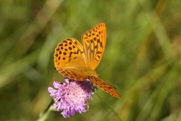 butterfly on flower