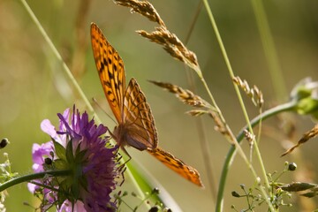 butterfly on a flower