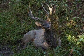 deer stag