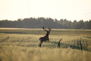 deer in the woods