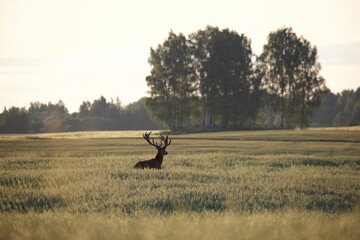 deer in the field