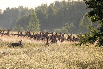 herd of wildebeest