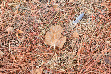 leaves and sticks lying on the autumn ground