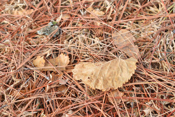 leaves and sticks lying on the autumn ground
