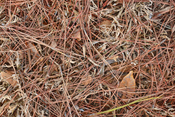 leaves and sticks lying on the autumn ground