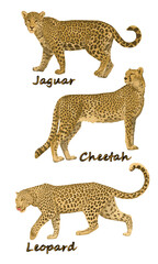 A set of wild cats, jaguars, cheetahs and leopards in different poses. Wildlife of the Amazon rainforest and South America. Realistic vector animal