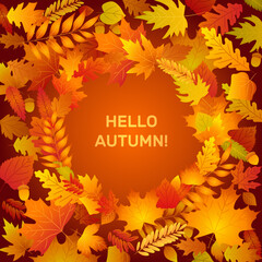 Hello autumn banner circle frame with fall leaves. Leaf from tree of maple, oak, birch. Yellow, orange, red foliage. Template for thanksgiving, 1 september sales design.  - obrazy, fototapety, plakaty