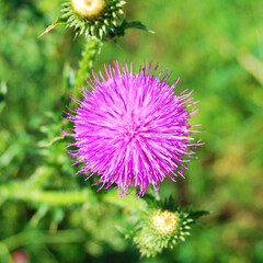 Blooming Pink Milk Thistle Thorn flower close up