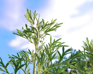 Artemisia absinthium, fresh branches of wormwood plant close up in the wild