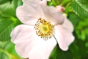 A macro image of a flower of Eglantine Rose close up