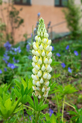 White-yellow flower of Lupinus polyphyllus Yellow Shades inflorescence in the park. Vertical or portrait photo of a flowering perennial plant in a garden. Close-up. Landscaping.